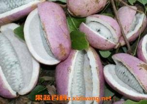 师傅吃不吃八月瓜视频,舌尖上的神秘果实
