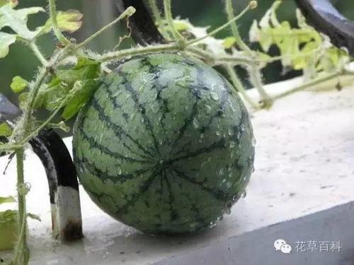 什么瓜苗瓜花可以吃呢视频,哪些部分可以安全食用